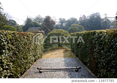 Katsura Rikyu Sumiyoshi's pine 13977785