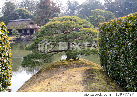 Katsura Rikyu Sumiyoshi的松樹 13977787