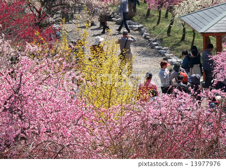 梅花觀賞 13977976