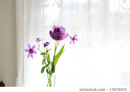 Purple flower 13978035