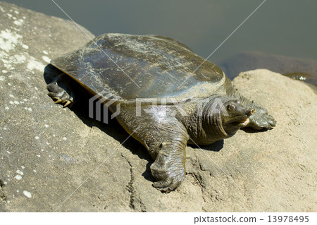 甲魚 甲魚 13978495