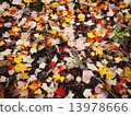 Canadian fallen leaves 13978666