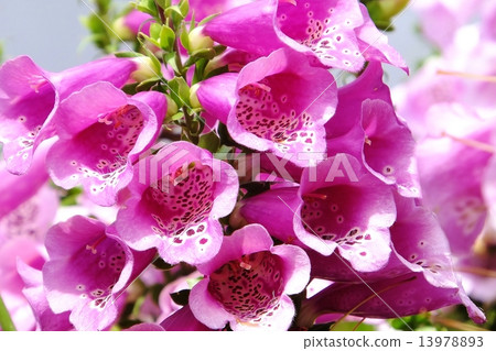 Beautiful Petal Pink Fox Glove Series Dikitari 13978893
