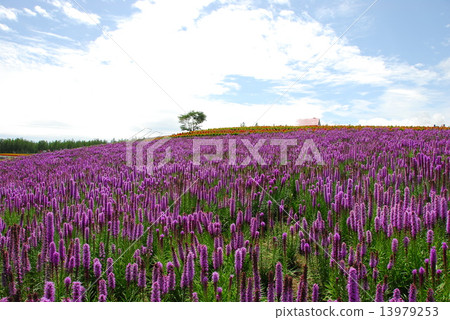 Realism Realism 13979253