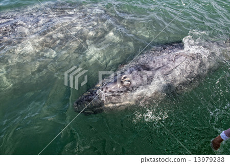 grey whale mother and calf 13979288