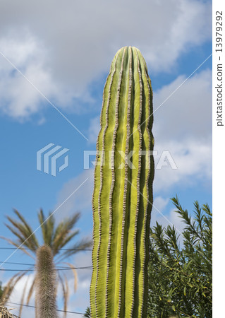 desert cactus in mexico 13979292
