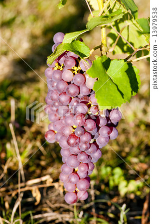 grapevine in vineyard (gewurztraminer), Alsace, France 13979538