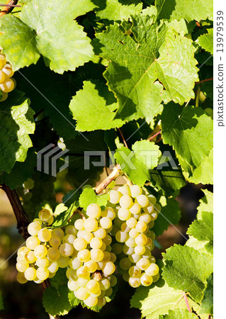 grapevine in vineyard, Alsace, France 13979539