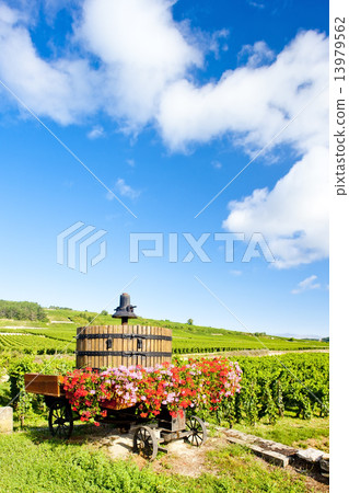 vineyards of Cote de Beaune near Pommard, Burgundy, France 13979562