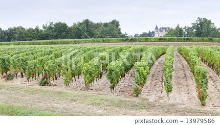 vineyard, Sauternes Region, France vineyard, Sauternes Region, France 13979586