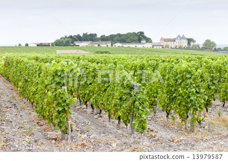 vineyard and Chateau d'Yquem, Sauternes Region, France vineyard and Chateau d'Yquem, Sauternes Region, France 13979587