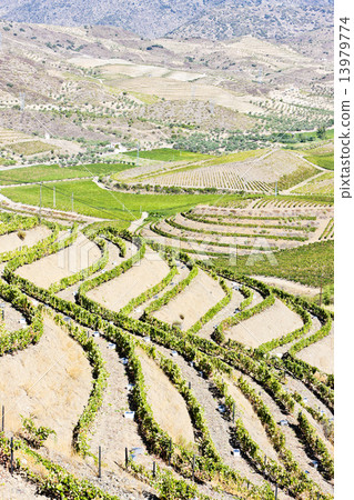 vineyars in Douro Valley, Portugal 13979774