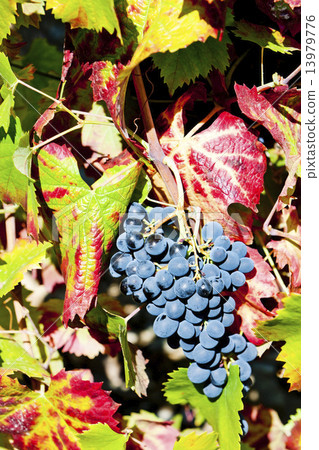red grapes, Douro Valley, Portugal 13979776