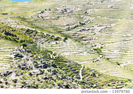 vineyars in Douro Valley, Portugal 13979780