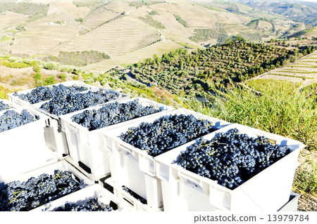 wine harvest, Douro Valley, Portugal 13979784