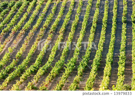 vineyars near Tautavel, Languedoc-Roussillon, France 13979833