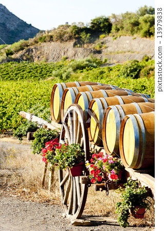 vineyard with barrels, Villeneuve-les-Corbieres, Languedoc-Rouss vineyard with barrels, Villeneuve-les-Corbieres, Languedoc-Rouss 13979838
