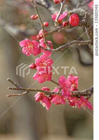 在盛開的開花的紅色花 13980348
