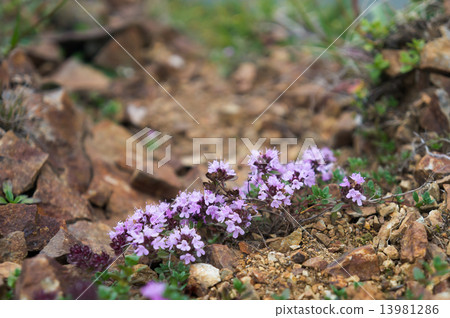 Ibuki muskou Ibuki muskou 13981286