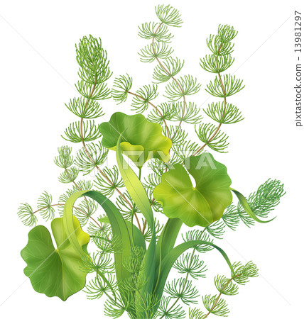 Bunch of aquatic plants 13981297