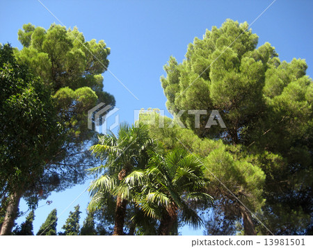 Green tree Green tree 13981501