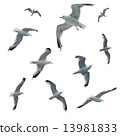 Set of seagulls isolated on white background 13981833