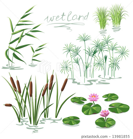 Wetland Plants Set 13981855