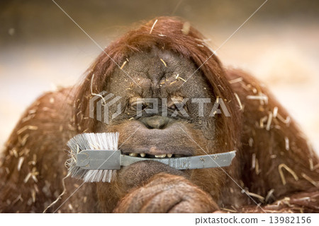 orang utan monkey close up portrait orang utan monkey close up portrait 13982156