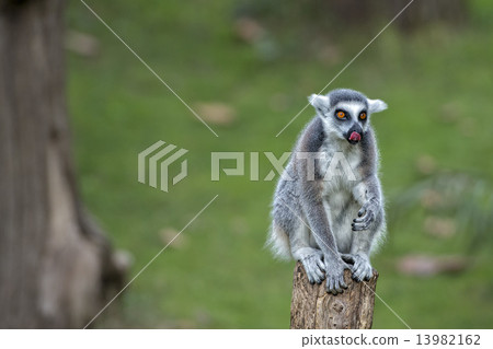 lemur monkey while looking at you 13982162