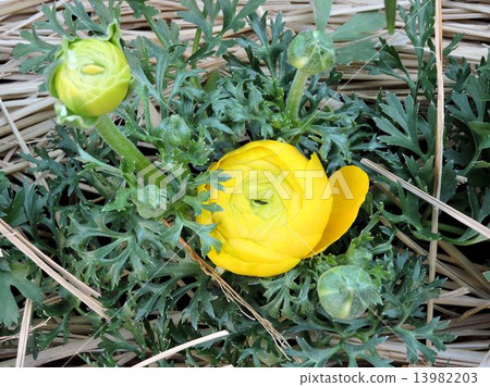 Ranunculus / Hachioji 13982203