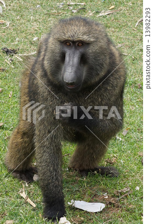 Baboon, Ethiopia, Africa 13982293