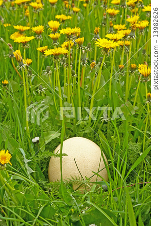 Egg in grass 13982626