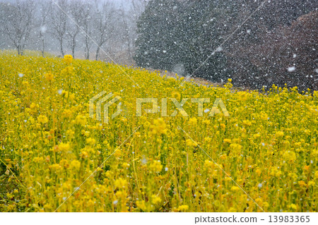 雪強姦領域 13983365