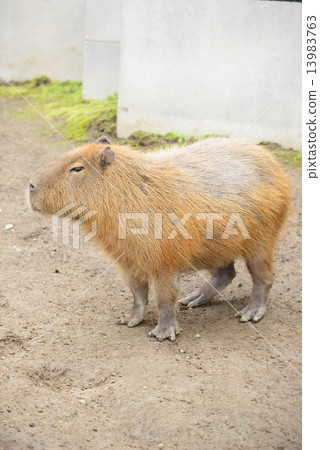 Capybara 13983763