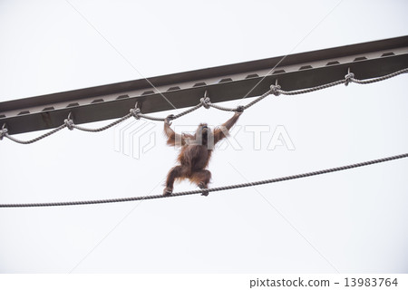 Orangutan Orangutan 13983764