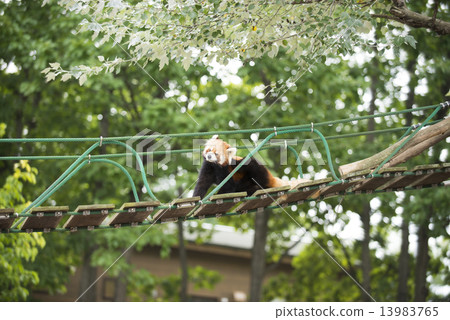 Lesser panda 13983765
