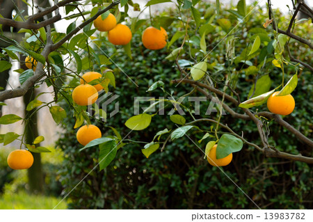 Yutaka's fruit 13983782