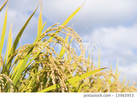 Rice cultivation in Hokkaido 13983953