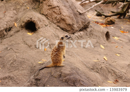Meerkat _ Japan 13983979