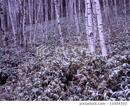 Yachiho Plateau in early spring 13984303