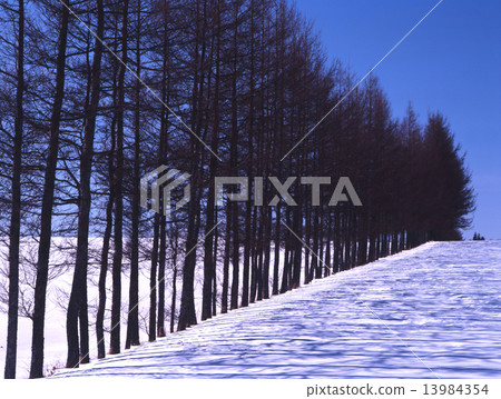 Windproof forest in severely winter Windproof forest in severely winter 13984354