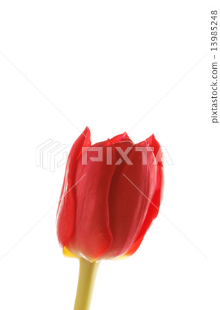 nice tulip nice tulip 13985248