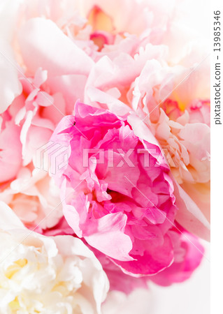 peony on the white peony on the white 13985346