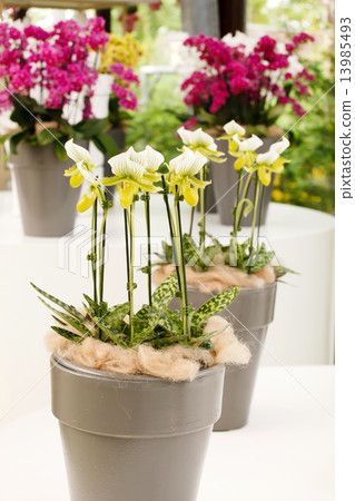 beautiful orchid beautiful orchid 13985493