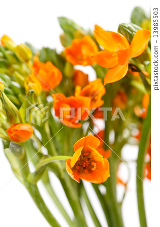 orange freesia 13985503
