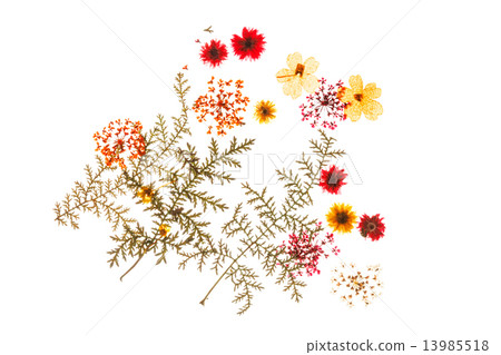 summer flowers 13985518