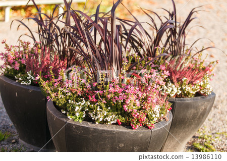 autumn plants autumn plants 13986110