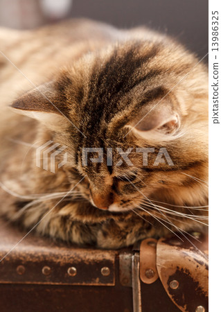 nice cat 13986325