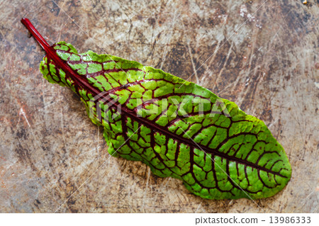 fresh salad leaves 13986333