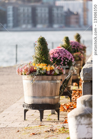 autumn plants 13986350